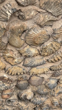 a close up of a stone wall with shells on it