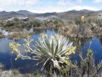 a plant with yellow flowers in the middle of a pond